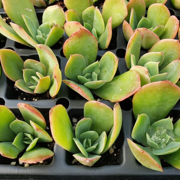 ECHEVERIA VIOLET