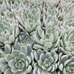 ECHEVERIA VIOLET QUEEN