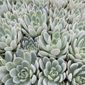 ECHEVERIA VIOLET QUEEN