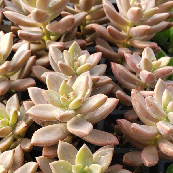 GRAPTOPETALUM COPPER ROSES