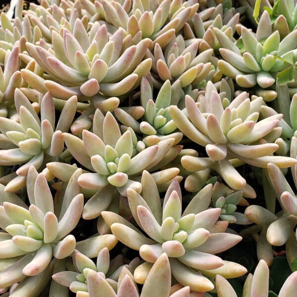 GRAPTOPETALUM DARLEY SUNSHINE