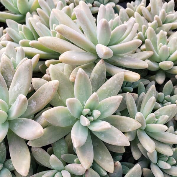 GRAPTOPETALUM FRANCESCO BALDII