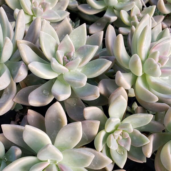 GRAPTOPETALUM-GHOSTY