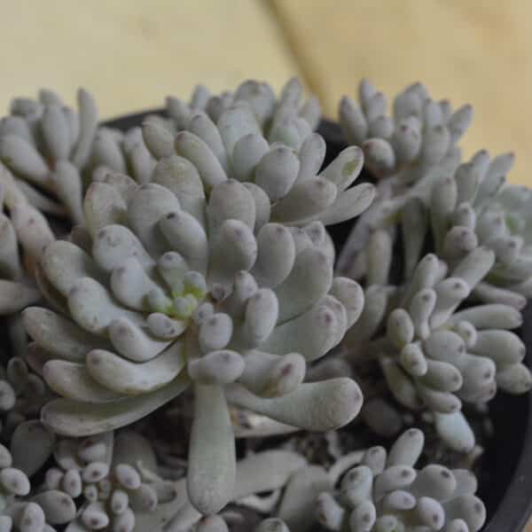 GRAPTOPETALUM PACHYPYLUM