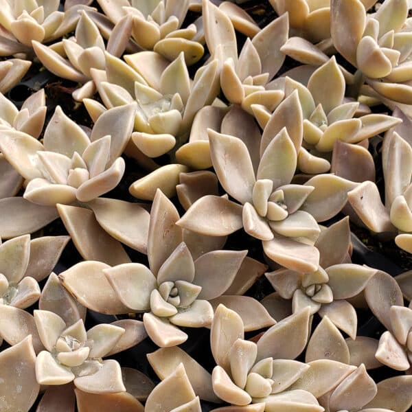 GRAPTOPETALUM PARYGYENSE