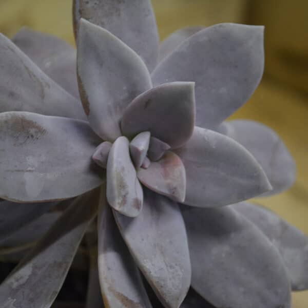 GRAPTOPETALUM PEND SUPERBUM