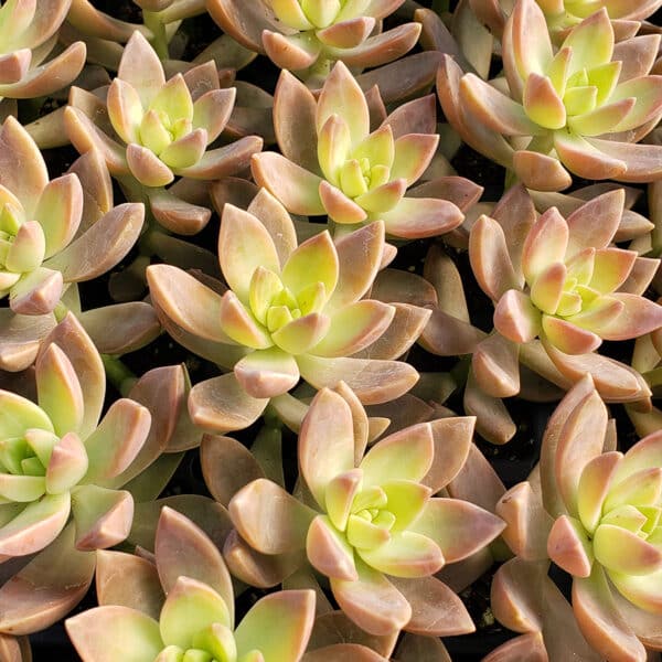 GRAPTOSEDUM CALIFORNIA SUNSET