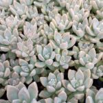 GRAPTOSEDUM GHOSTY