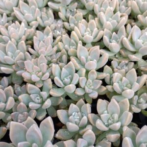 GRAPTOSEDUM GHOSTY