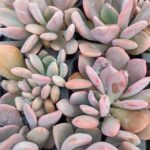 GRAPTOVERIA DEBBIE