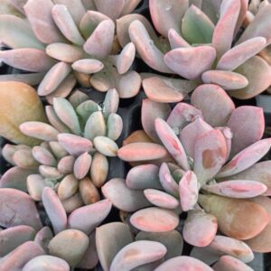 GRAPTOVERIA DEBBIE