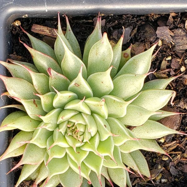 GRAPTOVERIA FILIFIRUM