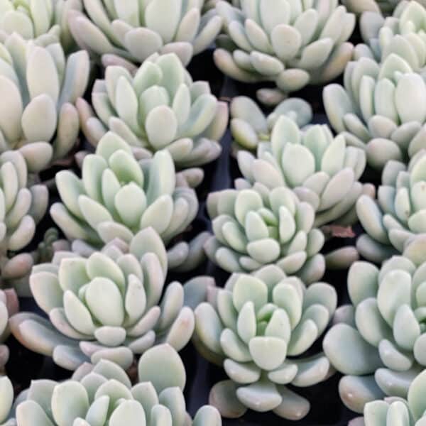 GRAPTOVERIA MOONGLOW