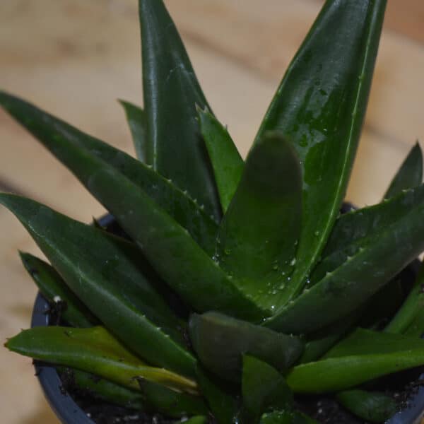 HAWORTHIA PENTAGONIA