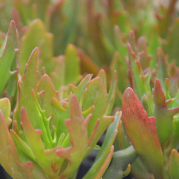 KALANCHOE CHARLOT