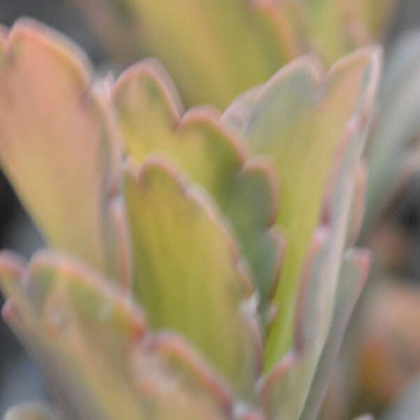 KALANCHOE FED VARIEGATED