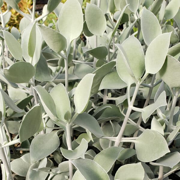 KALANCHOE HILDE SILVER SPOONS