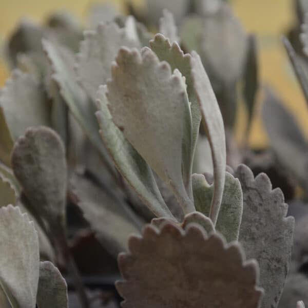 KALANCHOE PUMILA