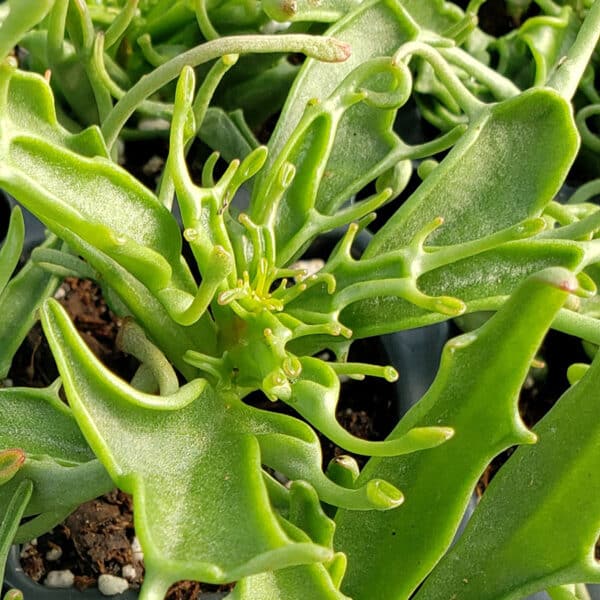 KALANCHOE TARUNTULA