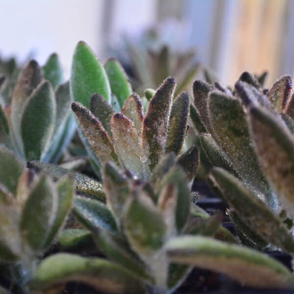 KALANCHOE TOMENTOSA CHOCOLATE SOLDIER