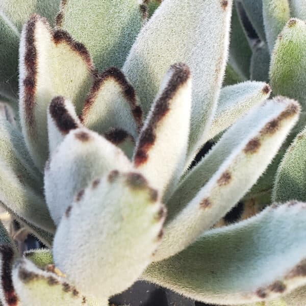 KALANCHOE TOMENTOSA (PANDA PLANT)