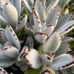 KALANCHOE TOMENTOSA PANDA PLANT