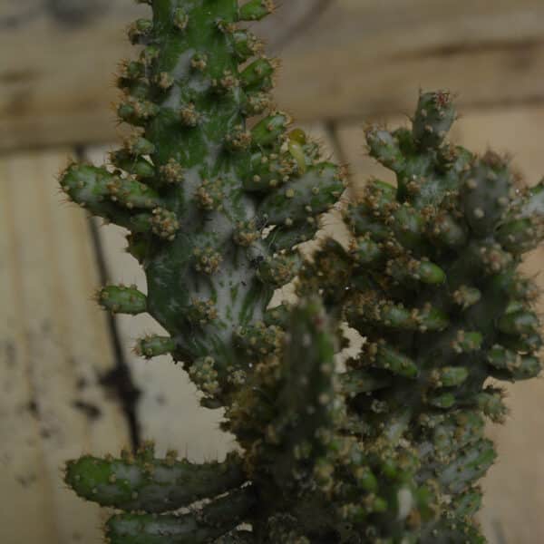 OPUNTIA VARIEGATED JOSEPHES COAT