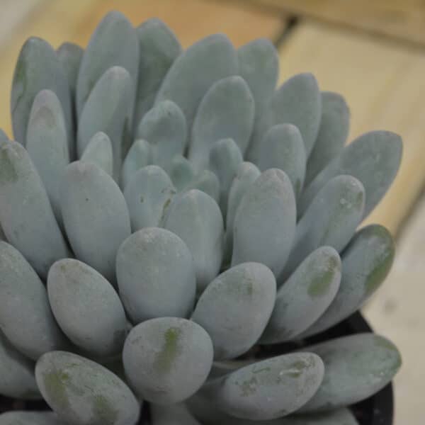 PACHEVERIA BELLA BLUE