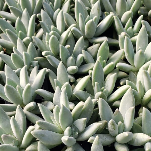 PACHYPHYTUM BRACTEOSUM