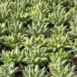 PACHYPHYTUM COMAPCTUM