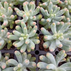 PACHYPHYTUM LEMON