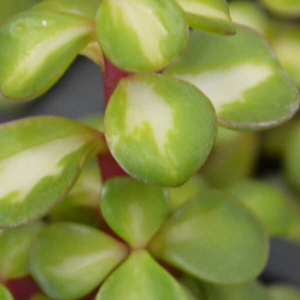 PORTULACARIA GRANDIFLORA MEDIOPICTA