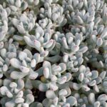 SEDEVERIA PEACHES PRIDE