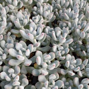 SEDEVERIA PEACHES PRIDE