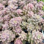 SEDEVERIA PINK GRANITE
