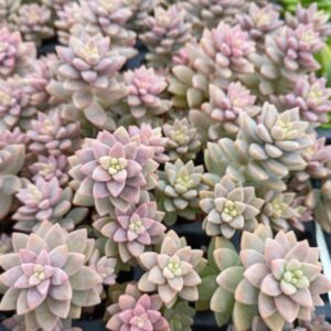 SEDEVERIA PINK GRANITE