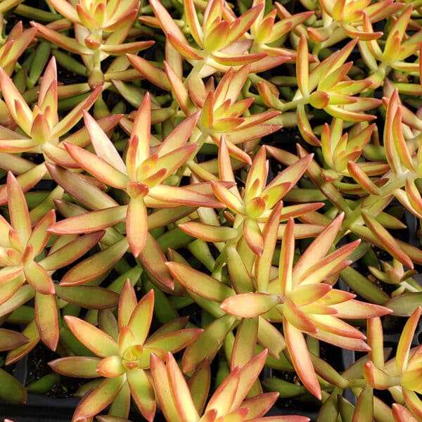 SEDUM ADOLPHII FIRESTORM