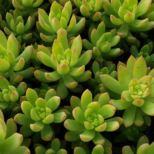 SEDUM ADOLPHII GOLDEN GLOW