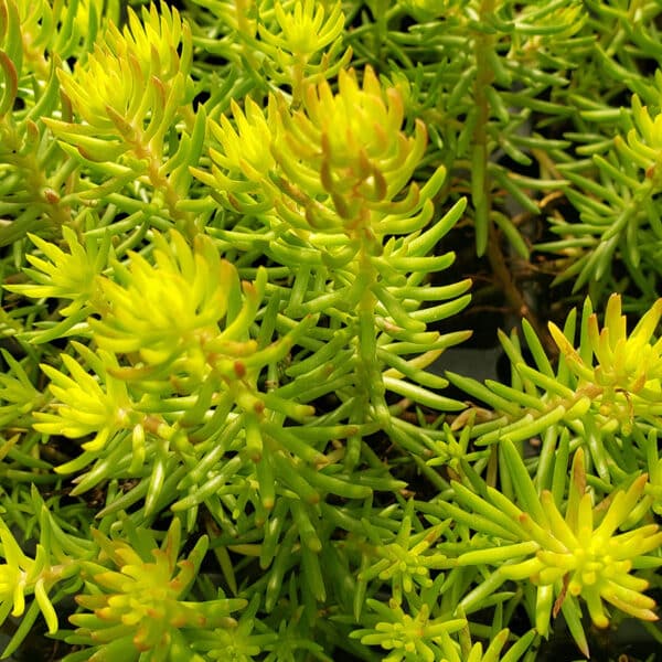 SEDUM ANGELINA