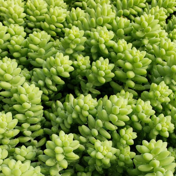 SEDUM BURRITO