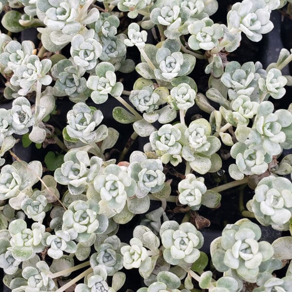 SEDUM CAPO BLANCO