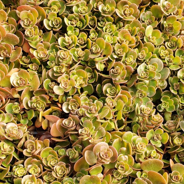 SEDUM CORRAL REEF