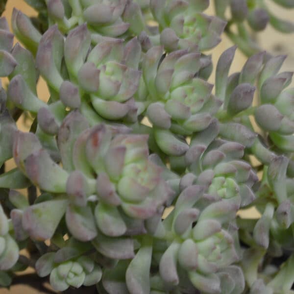 SEDUM DASYPHYLUM PINK DIAMONDS