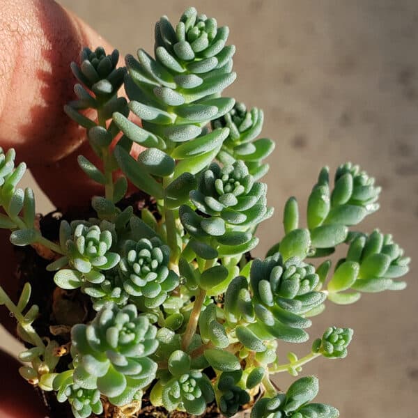 SEDUM HYMALAIN SKY