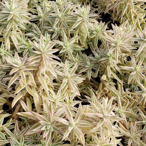 SEDUM LINEAR SEA URCHIN VARIEGATED