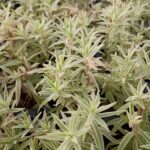 SEDUM LINEARE VARIEGATED SEA URCHINE