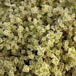 SEDUM LITTLE MISSY