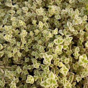 SEDUM LITTLE MISSY