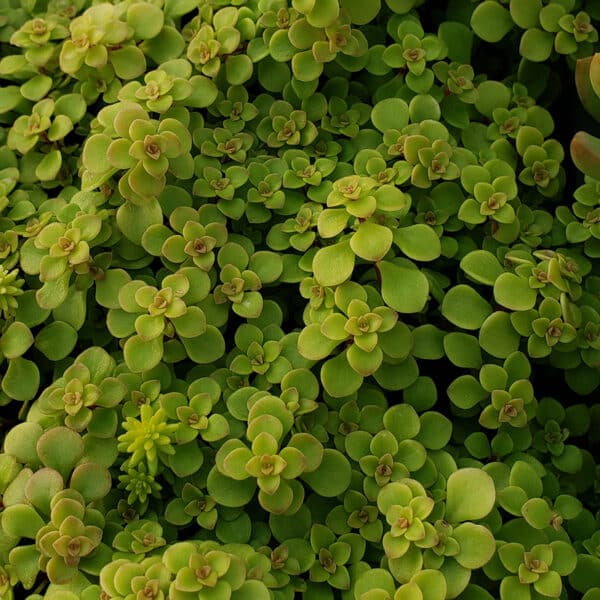 SEDUM OGAN