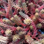 SEDUM RED WIGGLES